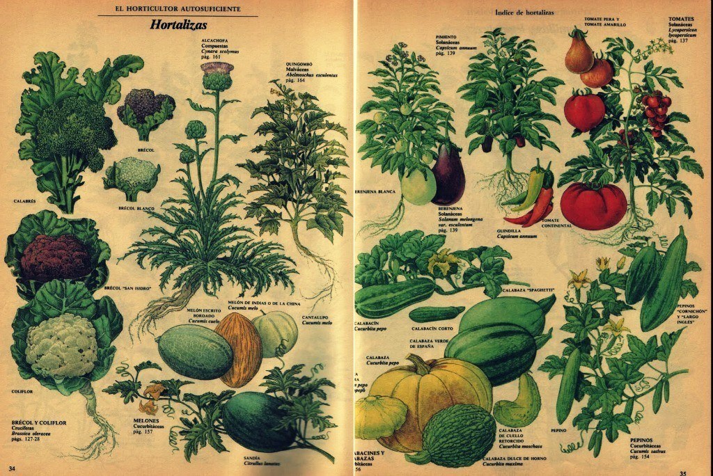Ilustraciones de hortalizas