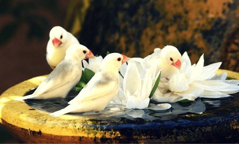 Pájaros bañándose